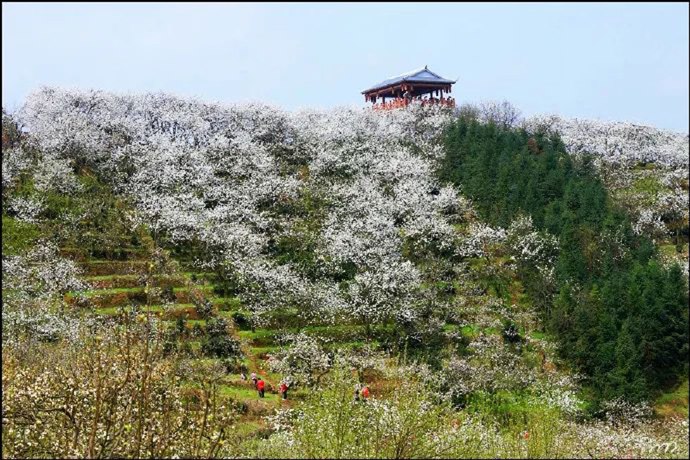 【春天，广西桂林灌阳县向您发出邀请！】我们在灌阳看梨花 - 游山玩水 - 雅安生活社区 - 雅安28生活网 ya.28life.net