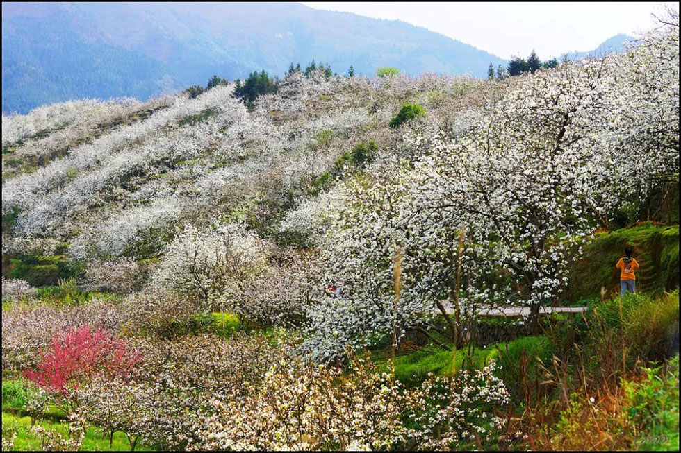 【春天，广西桂林灌阳县向您发出邀请！】我们在灌阳看梨花 - 游山玩水 - 雅安生活社区 - 雅安28生活网 ya.28life.net