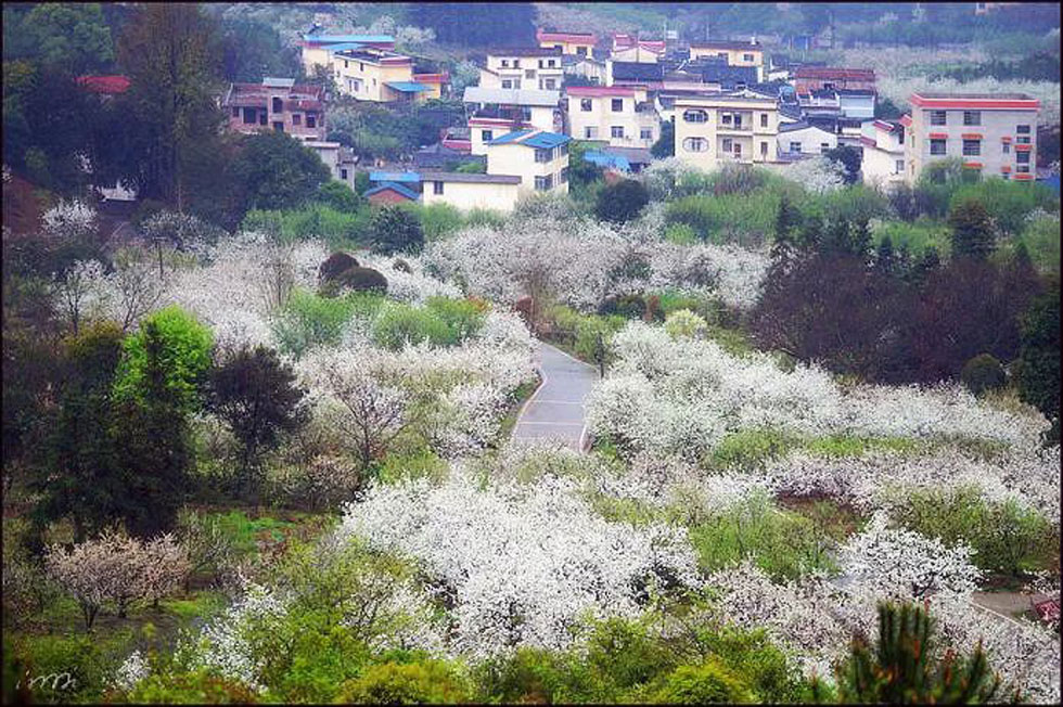 【春天，广西桂林灌阳县向您发出邀请！】我们在灌阳看梨花 - 游山玩水 - 雅安生活社区 - 雅安28生活网 ya.28life.net