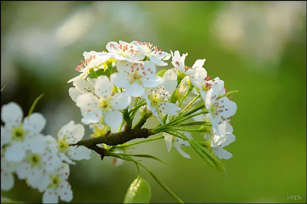 【春天，广西桂林灌阳县向您发出邀请！】我们在灌阳看梨花 - 游山玩水 - 雅安生活社区 - 雅安28生活网 ya.28life.net