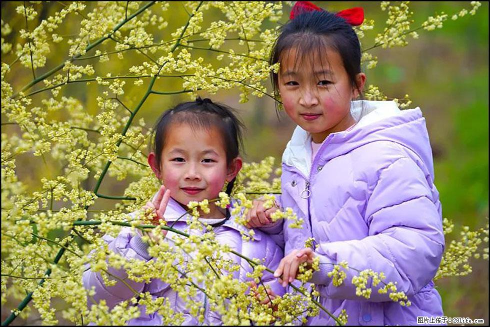 【春天，广西桂林灌阳县向您发出邀请！】米珠山前有片山苍子花在飘香 - 游山玩水 - 雅安生活社区 - 雅安28生活网 ya.28life.net