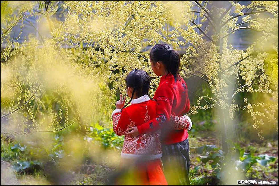 【春天，广西桂林灌阳县向您发出邀请！】米珠山前有片山苍子花在飘香 - 游山玩水 - 雅安生活社区 - 雅安28生活网 ya.28life.net