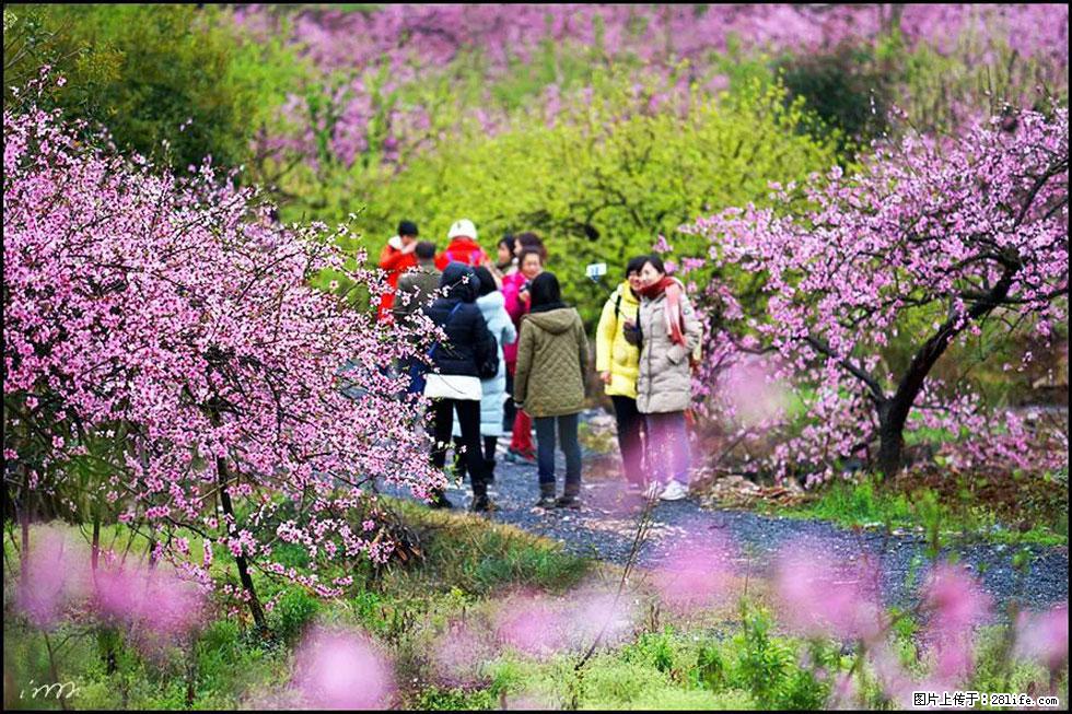 【春天，广西桂林灌阳县向您发出邀请！】官庄村有个醉美的桃花园 - 游山玩水 - 雅安生活社区 - 雅安28生活网 ya.28life.net