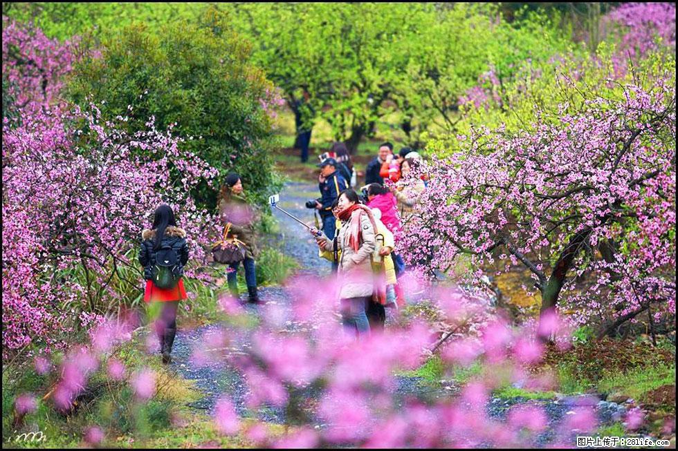 【春天，广西桂林灌阳县向您发出邀请！】官庄村有个醉美的桃花园 - 游山玩水 - 雅安生活社区 - 雅安28生活网 ya.28life.net