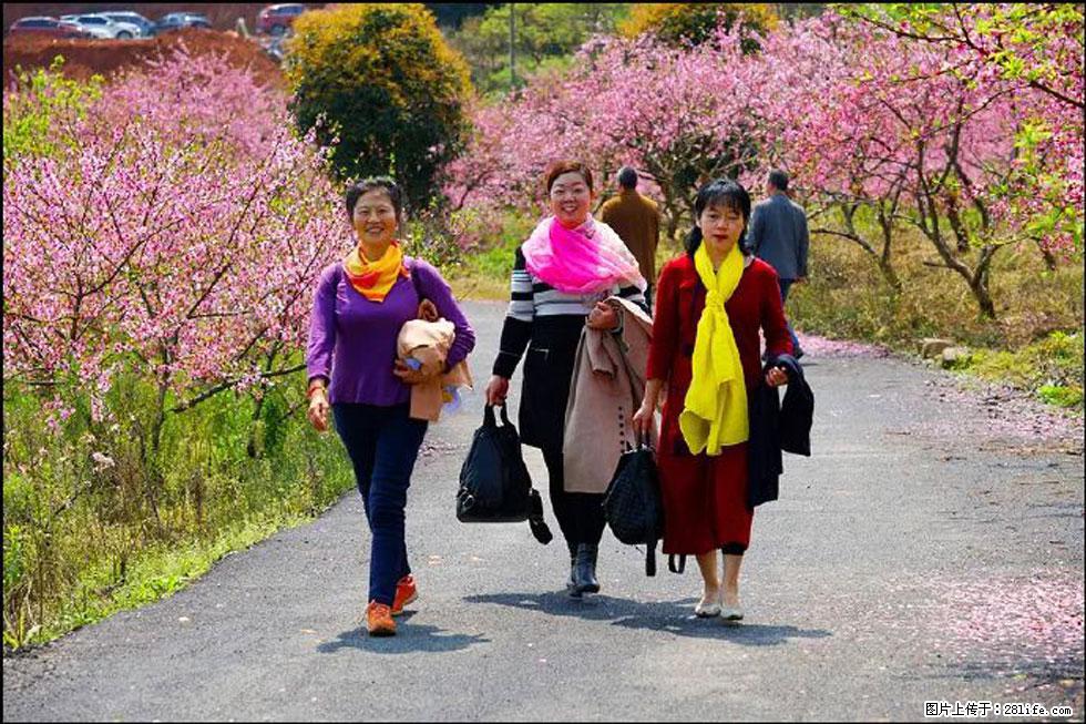 【春天，广西桂林灌阳县向您发出邀请！】官庄村有个醉美的桃花园 - 游山玩水 - 雅安生活社区 - 雅安28生活网 ya.28life.net