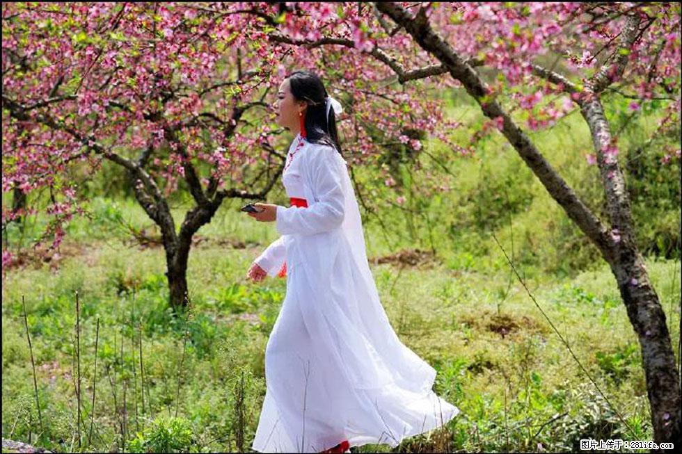【春天，广西桂林灌阳县向您发出邀请！】官庄村有个醉美的桃花园 - 游山玩水 - 雅安生活社区 - 雅安28生活网 ya.28life.net