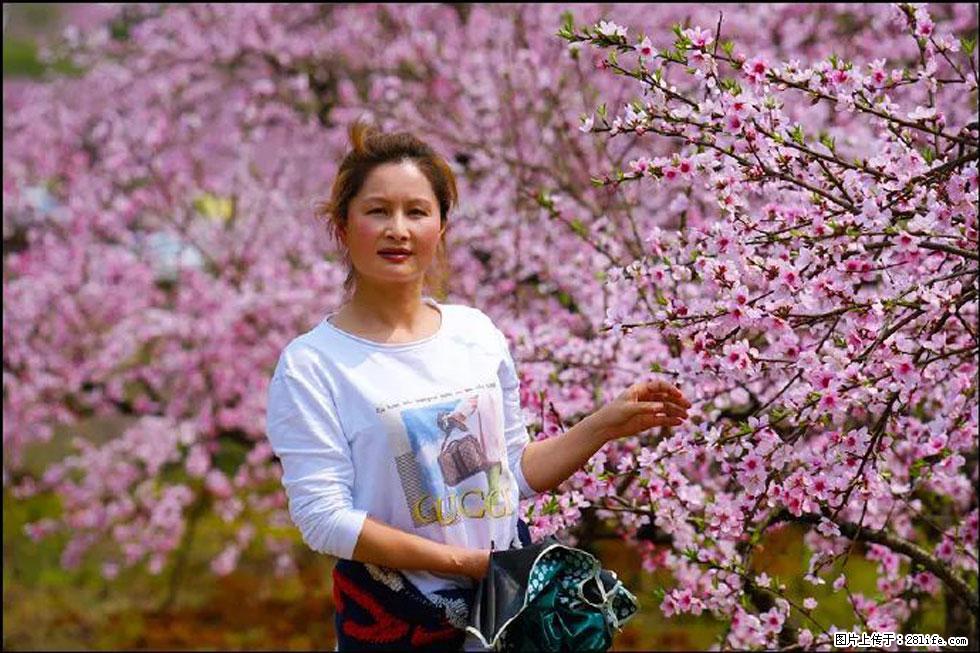 【春天，广西桂林灌阳县向您发出邀请！】官庄村有个醉美的桃花园 - 游山玩水 - 雅安生活社区 - 雅安28生活网 ya.28life.net
