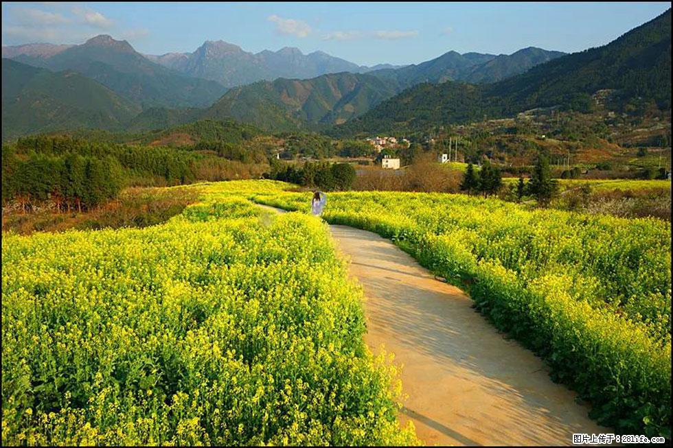 【春天，广西桂林灌阳县向您发出邀请！】长坪村油菜盛情花开 - 游山玩水 - 雅安生活社区 - 雅安28生活网 ya.28life.net