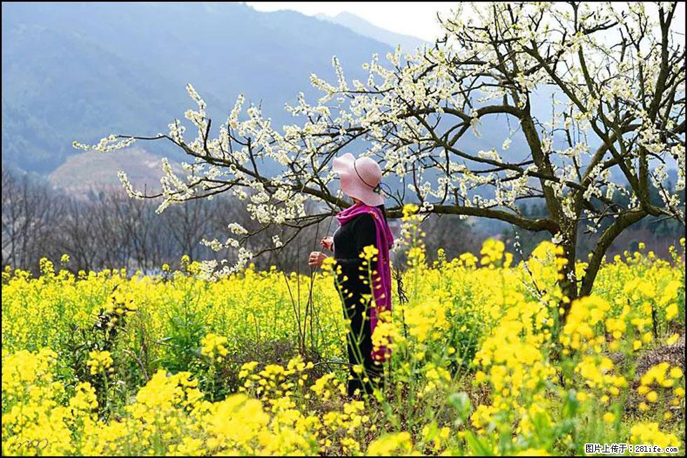 【春天，广西桂林灌阳县向您发出邀请！】长坪村油菜盛情花开 - 游山玩水 - 雅安生活社区 - 雅安28生活网 ya.28life.net