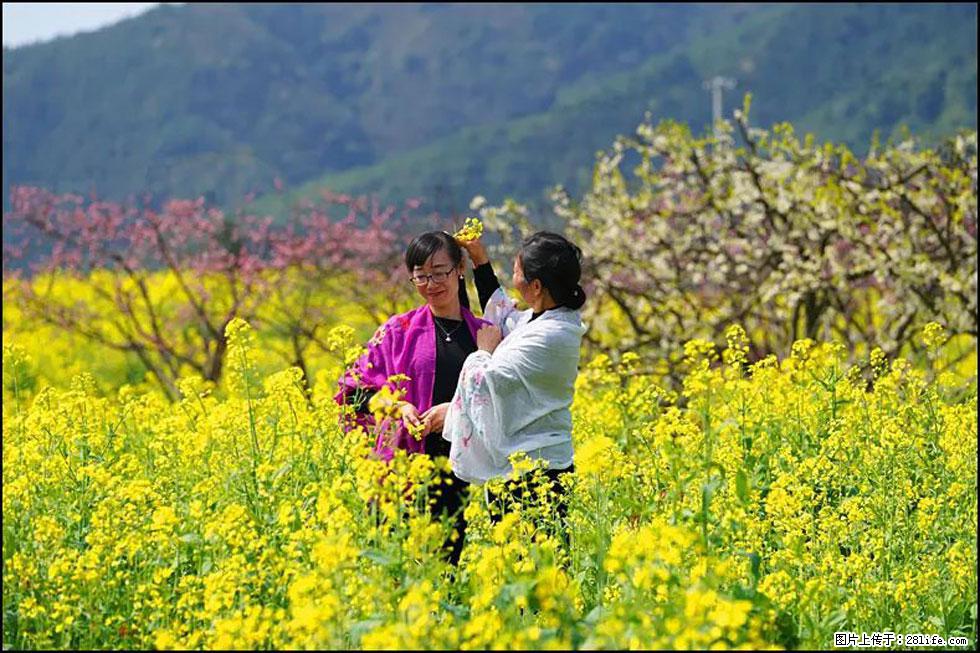【春天，广西桂林灌阳县向您发出邀请！】长坪村油菜盛情花开 - 游山玩水 - 雅安生活社区 - 雅安28生活网 ya.28life.net