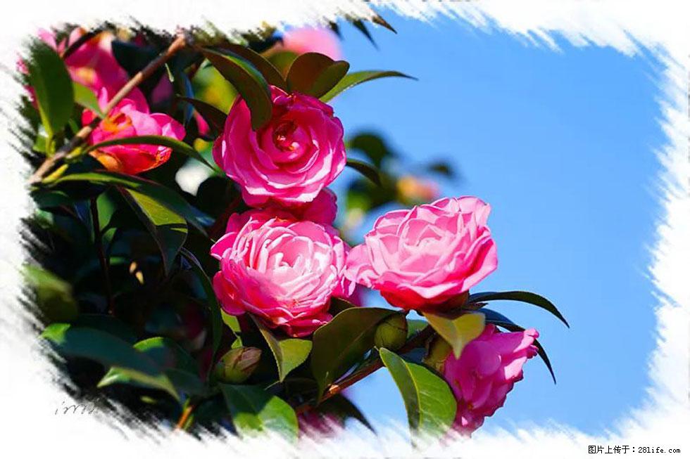 【春天，广西桂林灌阳县向您发出邀请！】杨柳井茶花惹人爱 - 游山玩水 - 雅安生活社区 - 雅安28生活网 ya.28life.net