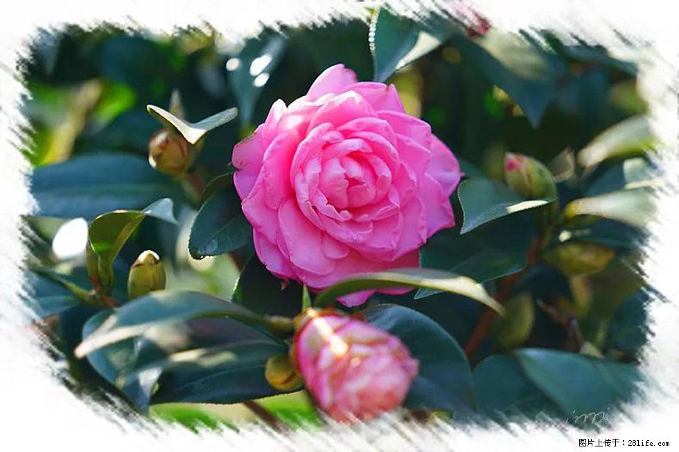【春天，广西桂林灌阳县向您发出邀请！】杨柳井茶花惹人爱 - 游山玩水 - 雅安生活社区 - 雅安28生活网 ya.28life.net