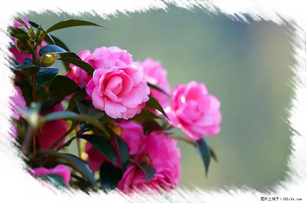 【春天，广西桂林灌阳县向您发出邀请！】杨柳井茶花惹人爱 - 游山玩水 - 雅安生活社区 - 雅安28生活网 ya.28life.net