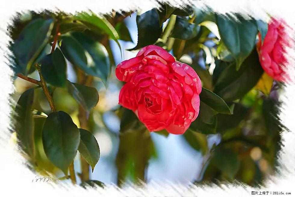 【春天，广西桂林灌阳县向您发出邀请！】杨柳井茶花惹人爱 - 游山玩水 - 雅安生活社区 - 雅安28生活网 ya.28life.net