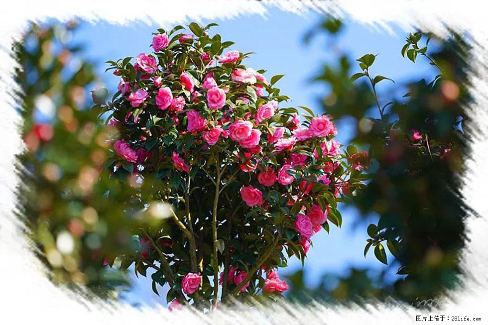 【春天，广西桂林灌阳县向您发出邀请！】杨柳井茶花惹人爱 - 游山玩水 - 雅安生活社区 - 雅安28生活网 ya.28life.net
