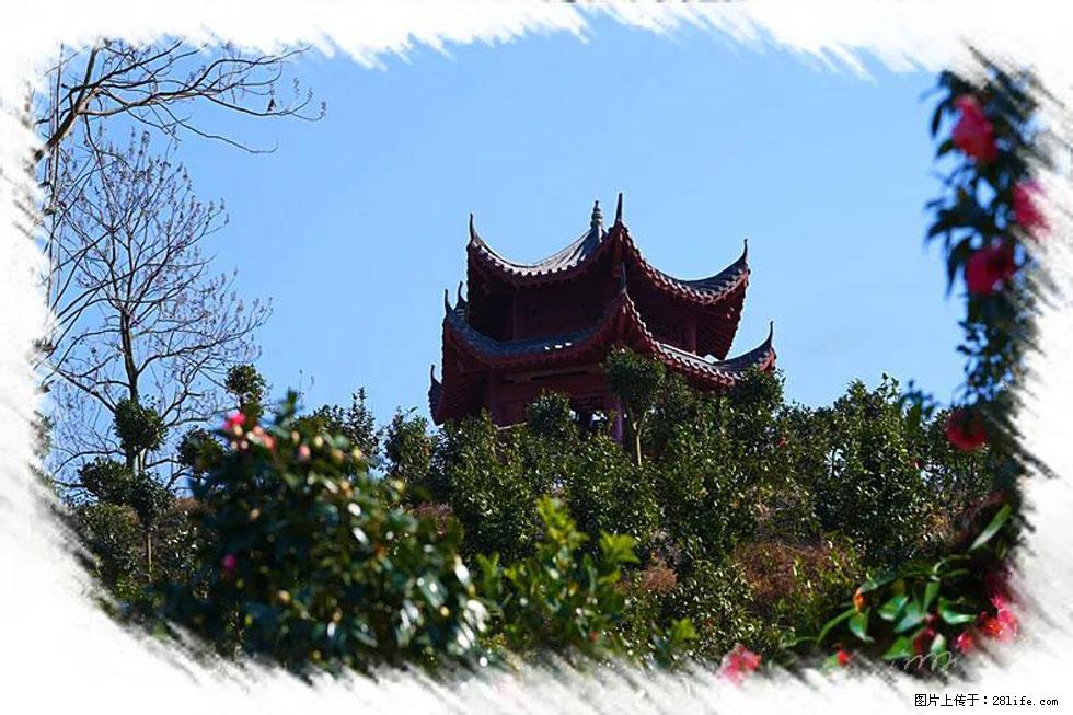 【春天，广西桂林灌阳县向您发出邀请！】杨柳井茶花惹人爱 - 游山玩水 - 雅安生活社区 - 雅安28生活网 ya.28life.net