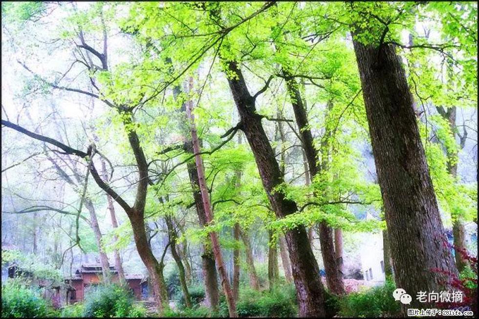 【春天，广西桂林灌阳县向您发出邀请！】在小龙村与春天约会 - 游山玩水 - 雅安生活社区 - 雅安28生活网 ya.28life.net