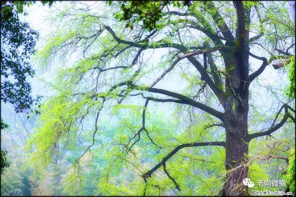 【春天，广西桂林灌阳县向您发出邀请！】在小龙村与春天约会 - 游山玩水 - 雅安生活社区 - 雅安28生活网 ya.28life.net