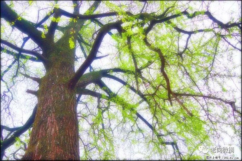 【春天，广西桂林灌阳县向您发出邀请！】在小龙村与春天约会 - 游山玩水 - 雅安生活社区 - 雅安28生活网 ya.28life.net