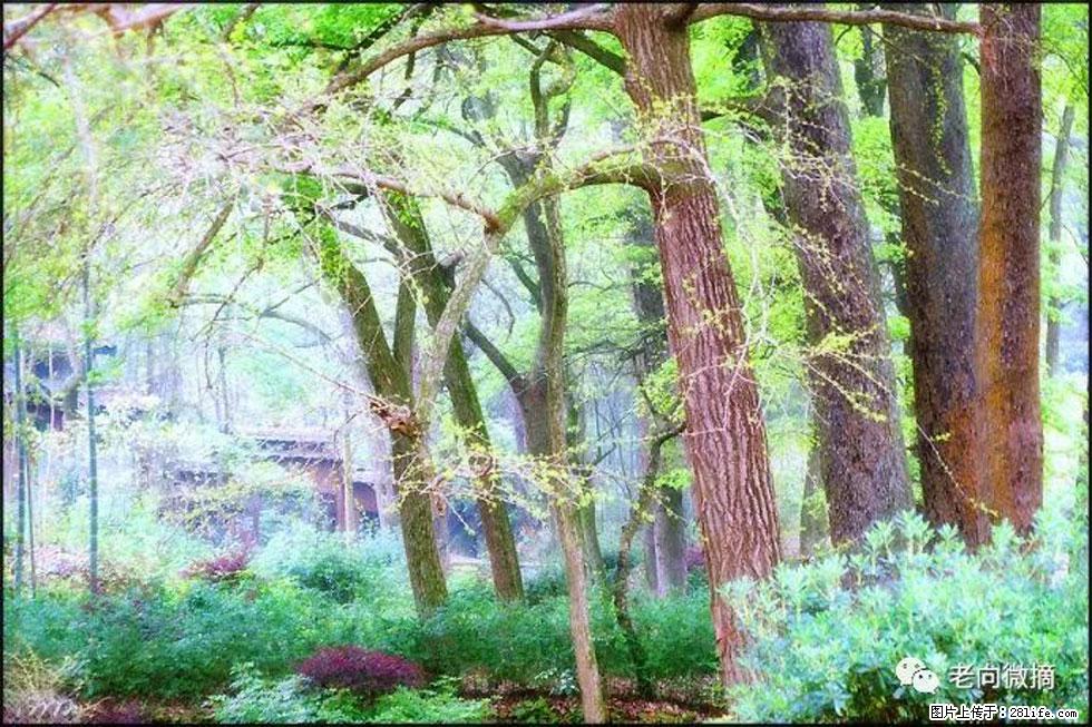 【春天，广西桂林灌阳县向您发出邀请！】在小龙村与春天约会 - 游山玩水 - 雅安生活社区 - 雅安28生活网 ya.28life.net