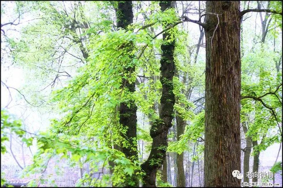 【春天，广西桂林灌阳县向您发出邀请！】在小龙村与春天约会 - 游山玩水 - 雅安生活社区 - 雅安28生活网 ya.28life.net