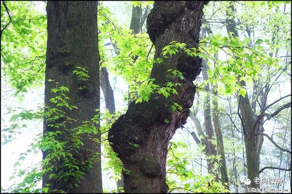 【春天，广西桂林灌阳县向您发出邀请！】在小龙村与春天约会 - 游山玩水 - 雅安生活社区 - 雅安28生活网 ya.28life.net