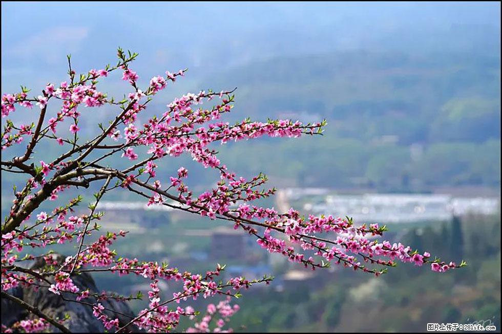 【春天，广西桂林灌阳县向您发出邀请！】望月岭上桃花开 - 游山玩水 - 雅安生活社区 - 雅安28生活网 ya.28life.net