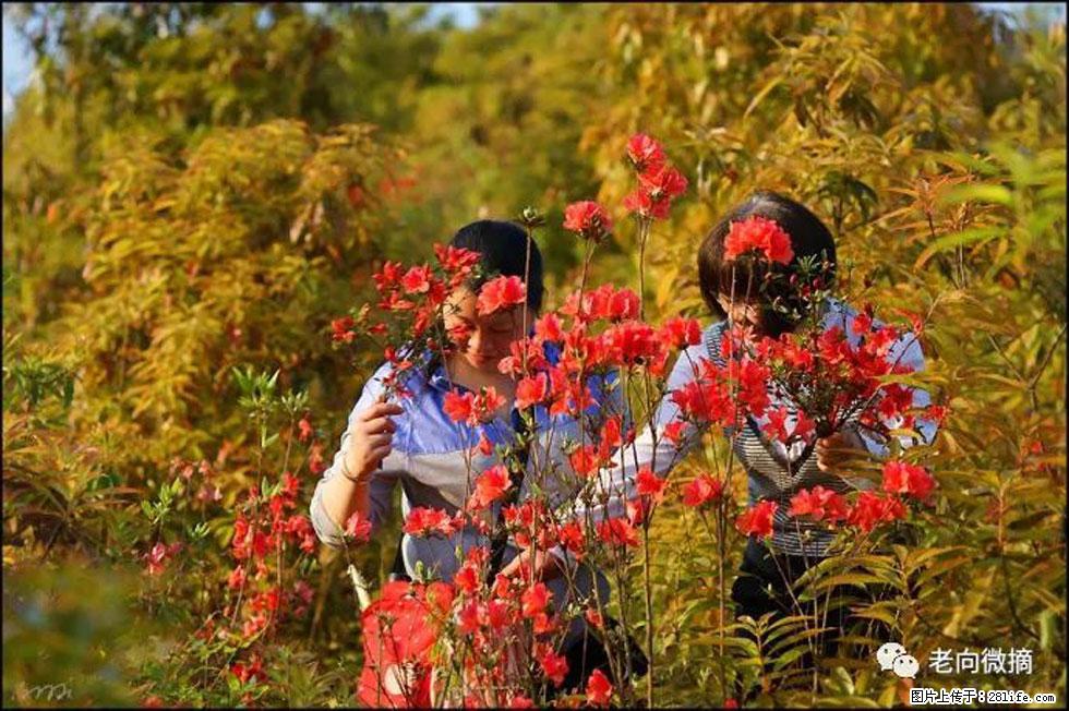 【春天，广西桂林灌阳县向您发出邀请！】登麒麟山，相约映山红 - 游山玩水 - 雅安生活社区 - 雅安28生活网 ya.28life.net