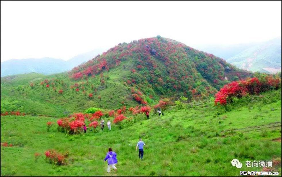 【春天，广西桂林灌阳县向您发出邀请！】宝盖山上映山红 - 游山玩水 - 雅安生活社区 - 雅安28生活网 ya.28life.net