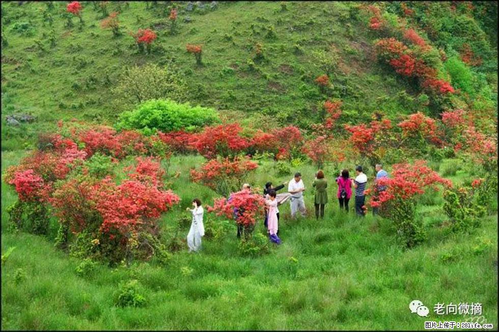 【春天，广西桂林灌阳县向您发出邀请！】宝盖山上映山红 - 游山玩水 - 雅安生活社区 - 雅安28生活网 ya.28life.net