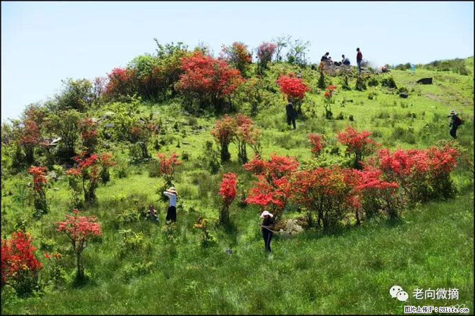 【春天，广西桂林灌阳县向您发出邀请！】宝盖山上映山红 - 游山玩水 - 雅安生活社区 - 雅安28生活网 ya.28life.net