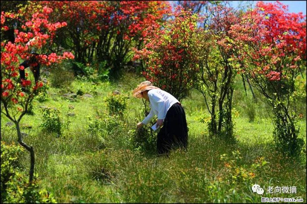 【春天，广西桂林灌阳县向您发出邀请！】宝盖山上映山红 - 游山玩水 - 雅安生活社区 - 雅安28生活网 ya.28life.net