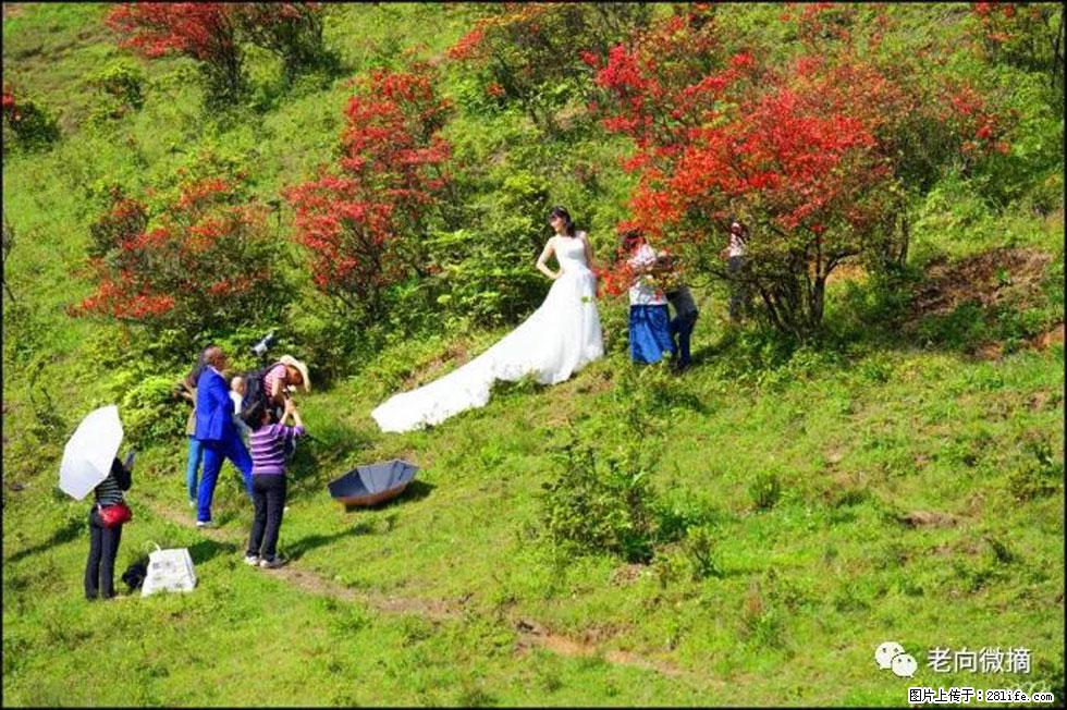 【春天，广西桂林灌阳县向您发出邀请！】宝盖山上映山红 - 游山玩水 - 雅安生活社区 - 雅安28生活网 ya.28life.net