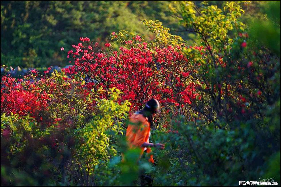 【春天，广西桂林灌阳县向您发出邀请！】春木界上映山红 - 游山玩水 - 雅安生活社区 - 雅安28生活网 ya.28life.net