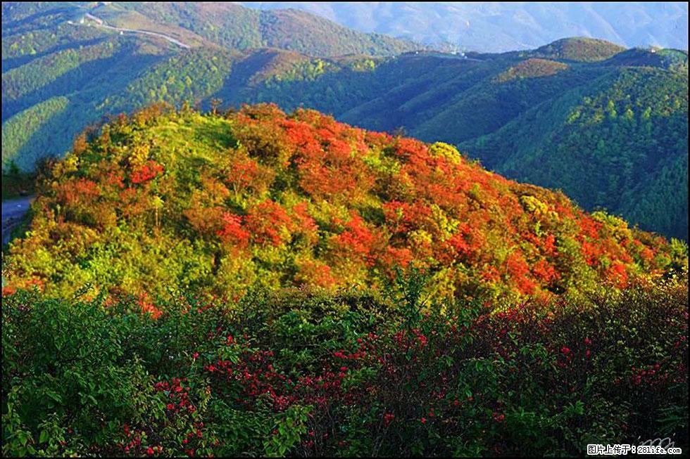 【春天，广西桂林灌阳县向您发出邀请！】春木界上映山红 - 游山玩水 - 雅安生活社区 - 雅安28生活网 ya.28life.net