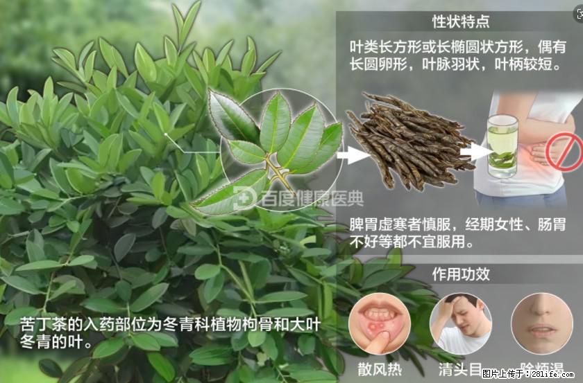 苦丁茶有哪些功效和作用 - 生活百科 - 雅安生活社区 - 雅安28生活网 ya.28life.net