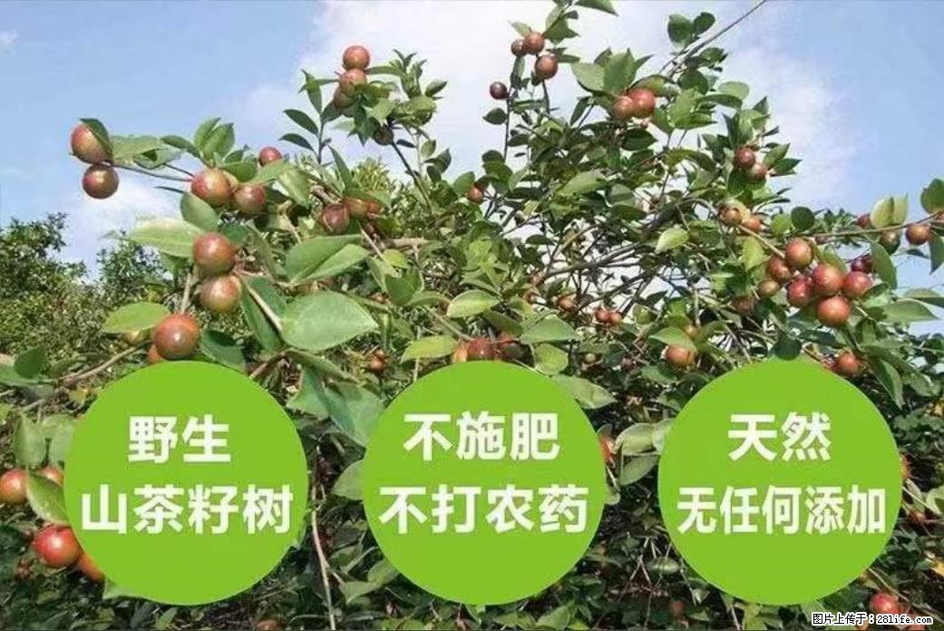 【灌阳县油茶产业示范区】一个有着充实的精神生活的人，对待身外之物自会有一种淡泊的态度 - 土特产 - 饮食特产 - 雅安分类信息 - 雅安28生活网 ya.28life.net