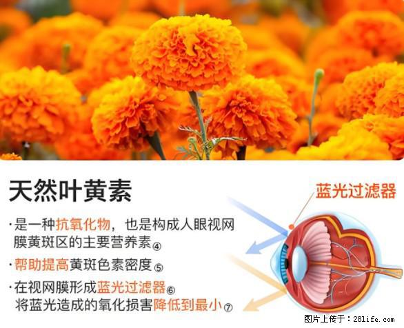 叶黄素有什么功效和作用 - 生活百科 - 雅安生活社区 - 雅安28生活网 ya.28life.net