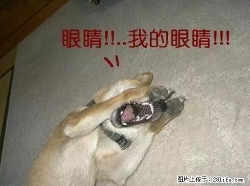 笑癫了！一女的怀孕三年未生，他终于忍不住了... - 娱乐八卦 - 雅安生活社区 - 雅安28生活网 ya.28life.net