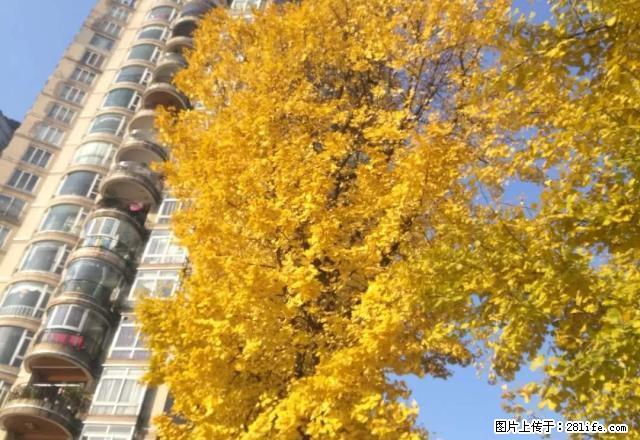西门电梯公寓精装修带家具家电拧包入住 - 房屋出租 - 房屋租售 - 雅安分类信息 - 雅安28生活网 ya.28life.net