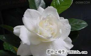 (单间出租)客厅开间比较大，带大阳台, 视野好 楼间距开阔。 - 房屋出租 - 房屋租售 - 雅安分类信息 - 雅安28生活网 ya.28life.net