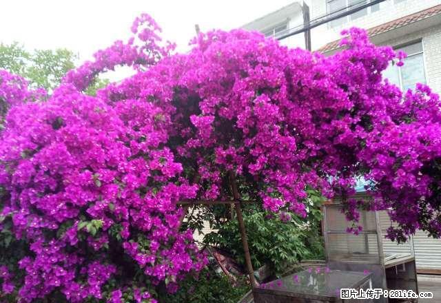 雨城桃花巷 1室1厅50平米 简单装修 押一付一 - 房屋出租 - 房屋租售 - 雅安分类信息 - 雅安28生活网 ya.28life.net