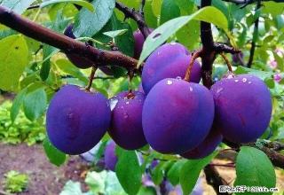 雨城 全雨城 八一路押一付一 1室 - 雅安28生活网 ya.28life.net