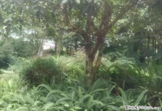 山水豪庭套二精装修住房出租 - 雅安28生活网 ya.28life.net