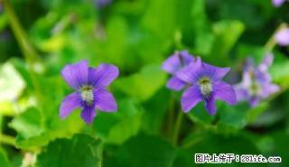 羌江南路 1室0厅1卫 - 雅安28生活网 ya.28life.net