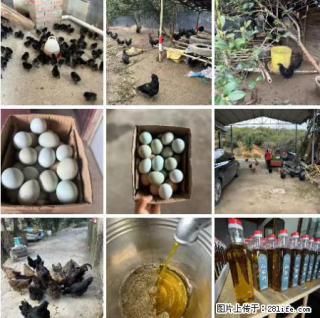 油茶园从小鸡仔开始养起的纯土鸡、土鸡蛋可以预定啦！还有前几天刚榨的纯山茶油哦 - 雅安28生活网 ya.28life.net