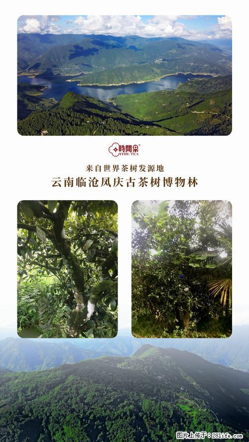 时间果百年古树2025年春红茶 - 购物交流 - 雅安生活社区 - 雅安28生活网 ya.28life.net