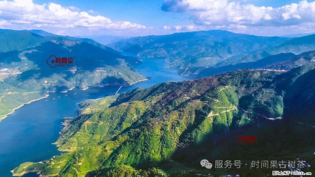 时间果百年古树龙珠普洱生茶 - 购物交流 - 雅安生活社区 - 雅安28生活网 ya.28life.net
