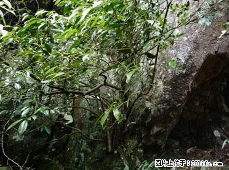 平乐石崖茶，珍贵仅次于金花茶 - 雅安生活资讯 - 雅安28生活网 ya.28life.net