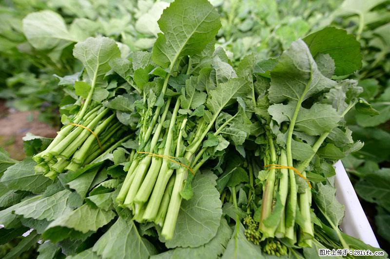 这些蔬菜是“天然钙片”，这6种被医生重点推荐 - 雅安生活资讯 - 雅安28生活网 ya.28life.net